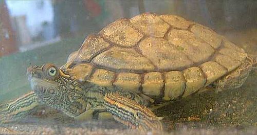 Texas map turtle